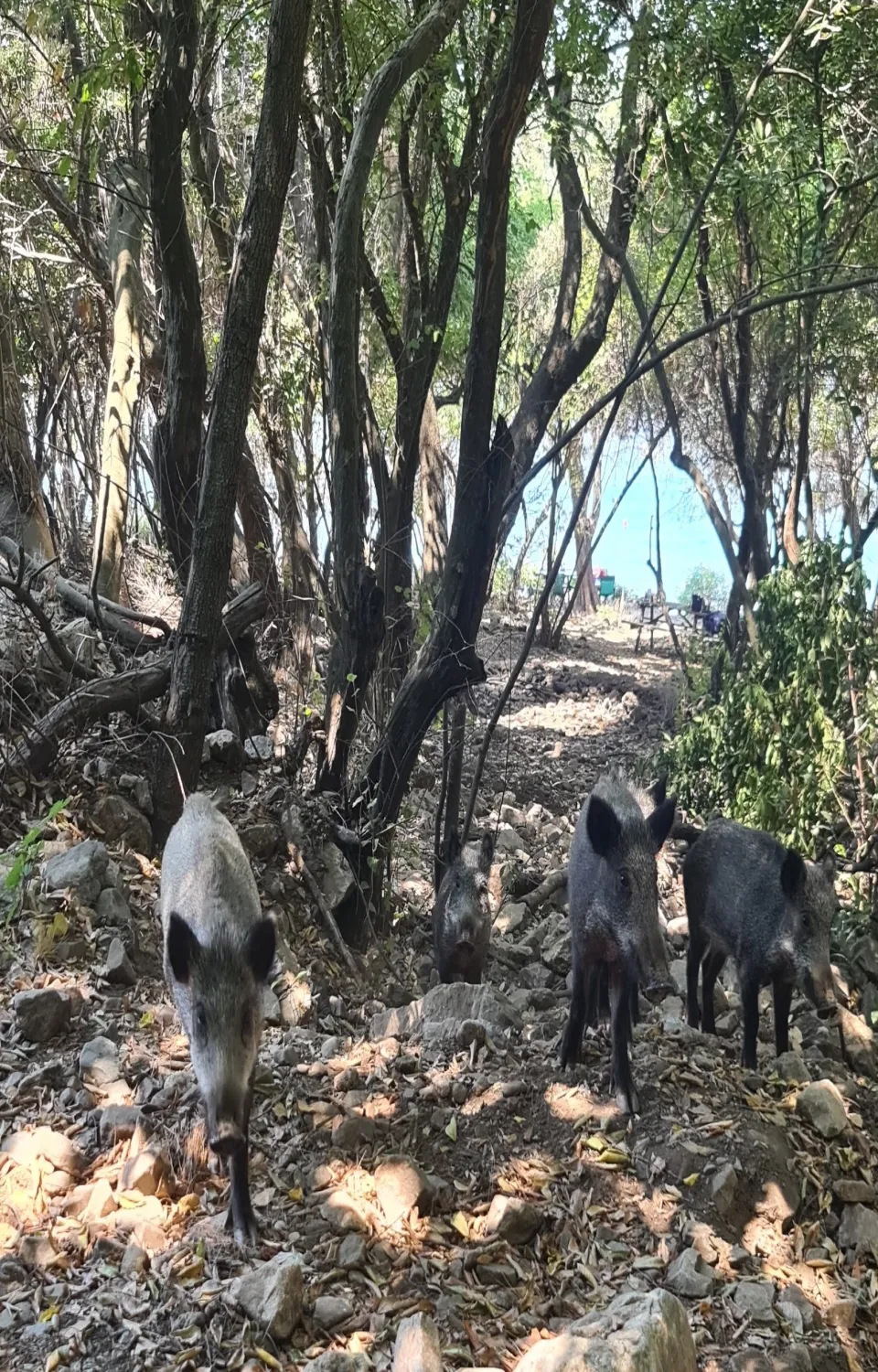 Güzelcehisar Bazalt Sütunları Doğal yaşam